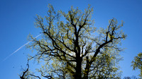 Ältester Baum Europas